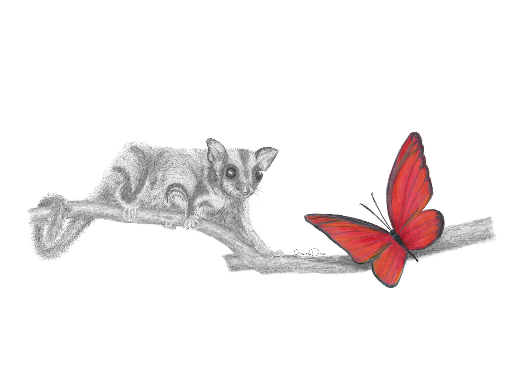 12958 Sharon Dawson Sugar Glider FF 420x297 print web