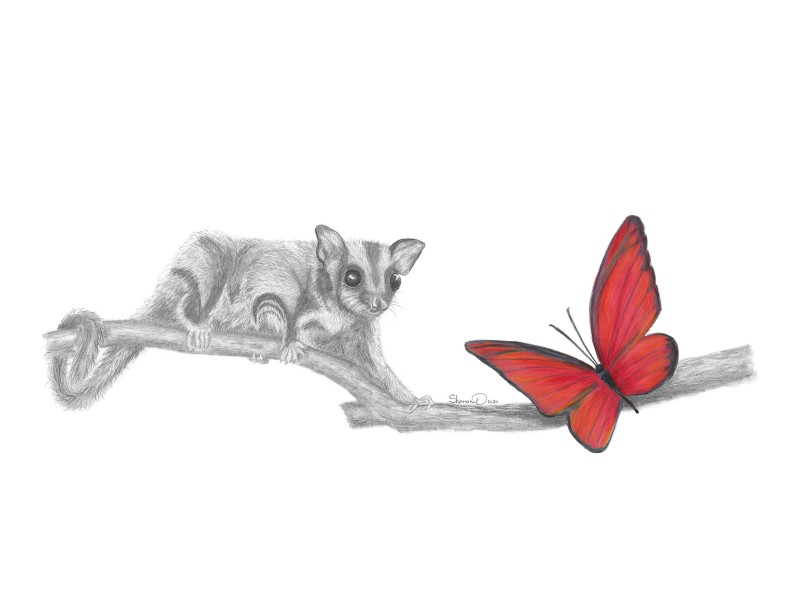 12958 Sharon Dawson Sugar Glider FF 420x297 print web