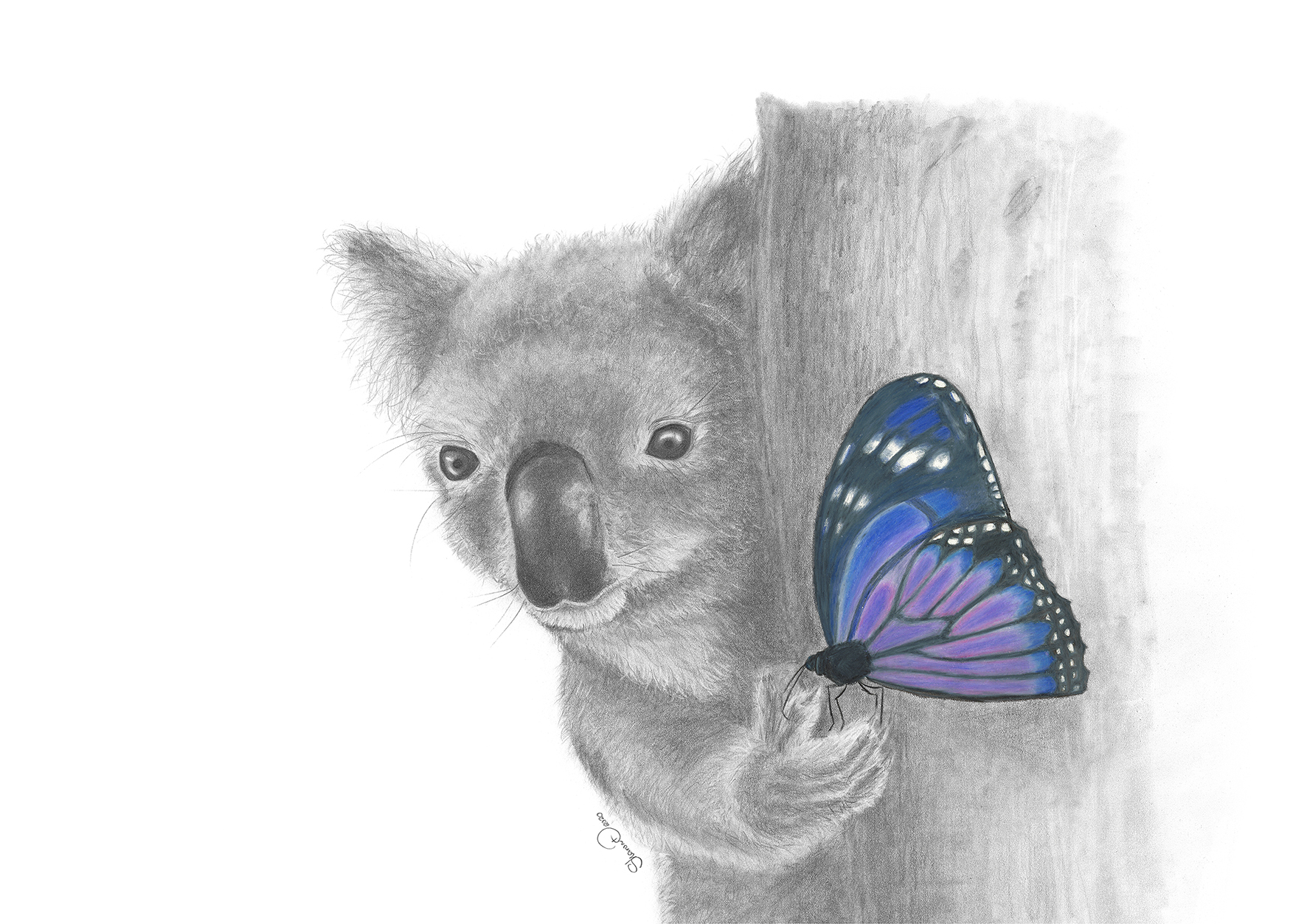 12959 Sharon Dawson Koala FF 420x297 print web