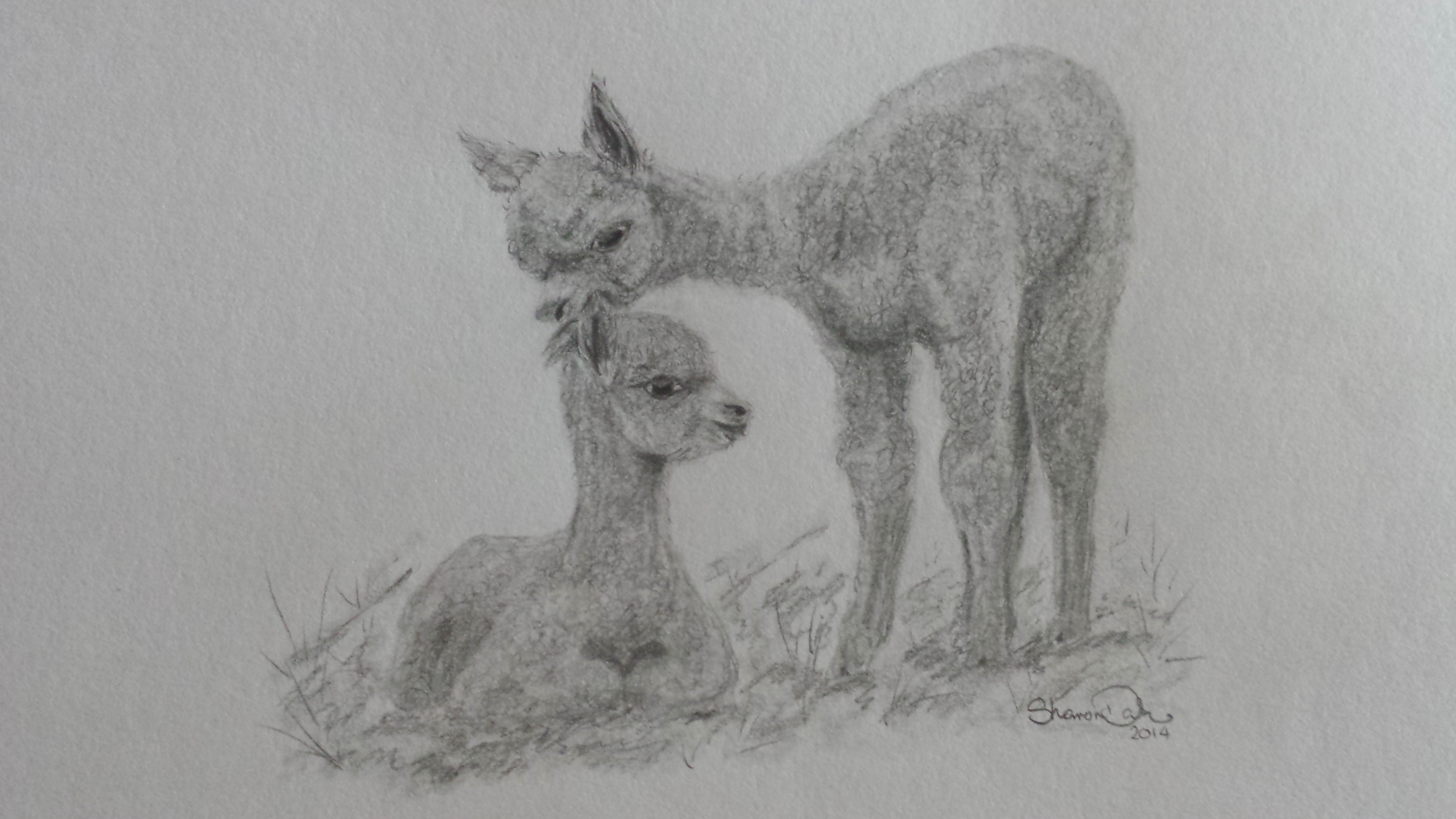 Cria drawing