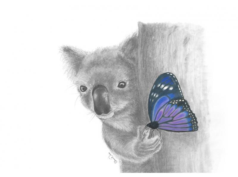 12959 Sharon Dawson Koala FF 420x297 print web