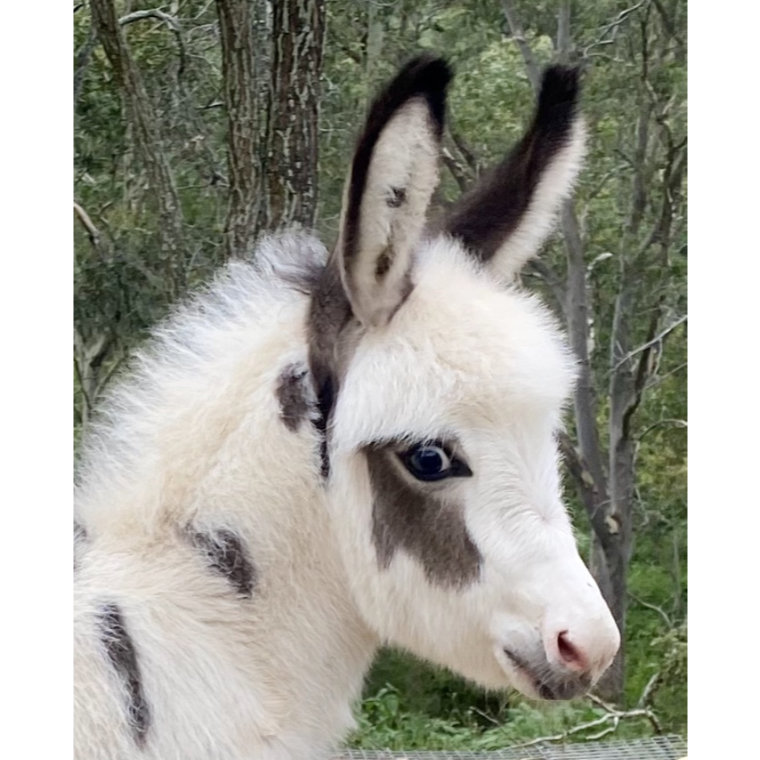 Miniature Mediterranean Donkeys