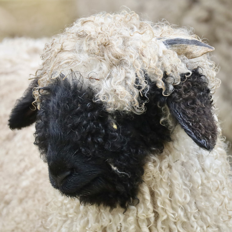 Valais Blacknose Sheep